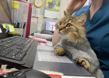 Новосибирские ветеринары спасли кота после получения тяжелейших ожогов