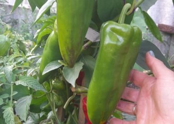 Сибирячка получила рекордный урожай гигантских перцев