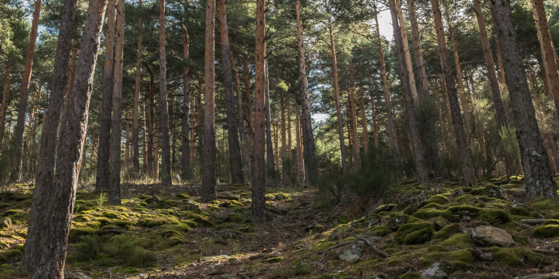 Полгода СИЗО за пять сосен: в Новосибирской области судят предпринимателя