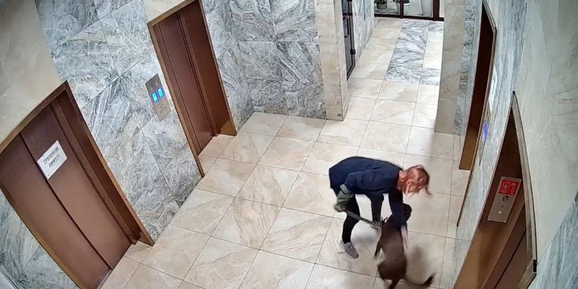 «Нашли равных»: «дрессировкой» собак с применением силы занималась пара из Новосибирска