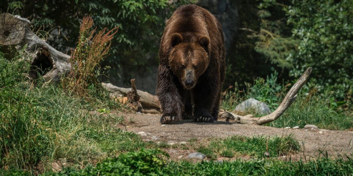 Сибирский Винни-Пух: медведь вышел к озеру в Новосибирской области