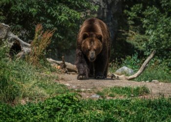 Сибирский Винни-Пух: медведь вышел к озеру в Новосибирской области