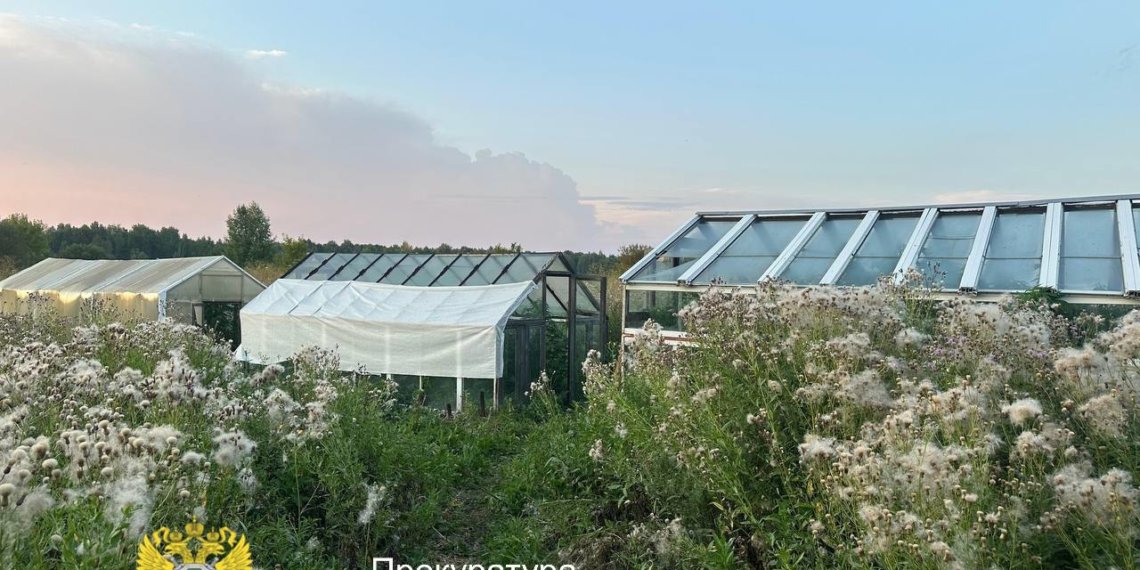 Владельца плантации конопли задержали и отправили под стражу в Новосибирской области