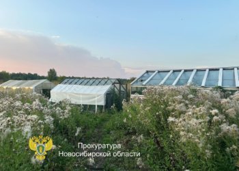 Владельца плантации конопли задержали и отправили под стражу в Новосибирской области