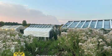 Владельца плантации конопли задержали и отправили под стражу в Новосибирской области