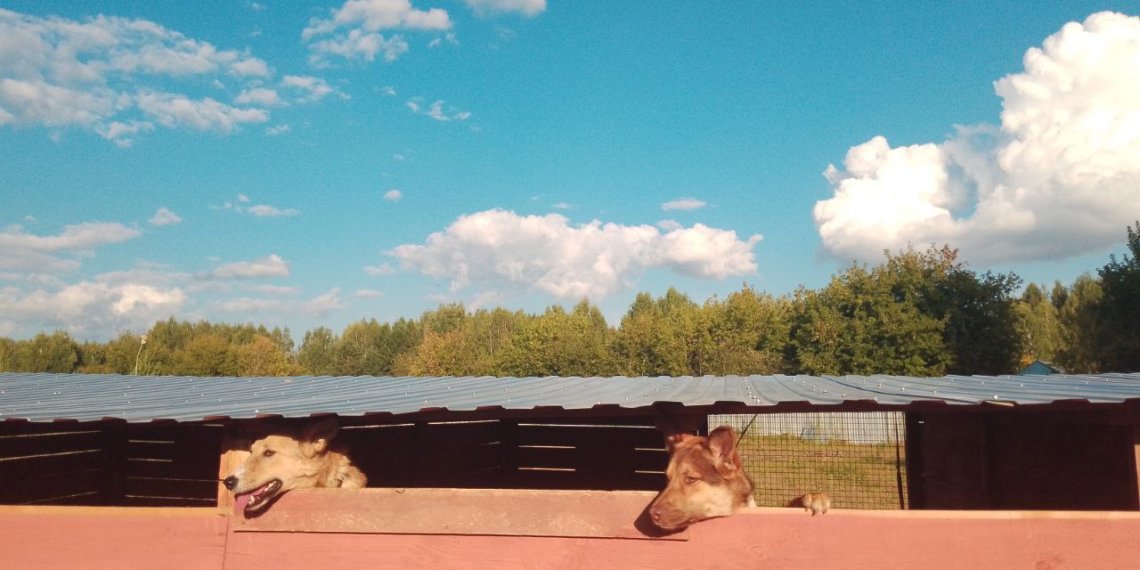 Подрядчика для отлова бродячих животных ищут в Новосибирске