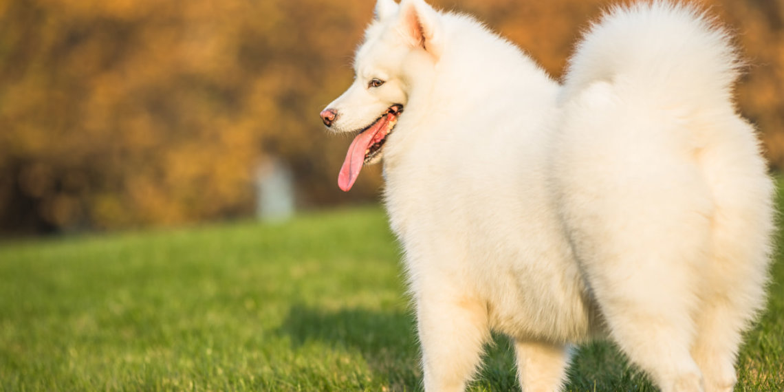 Компенсацию за смерть щенка требует с ветклиники жительница Новосибирска
