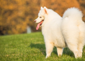 Компенсацию за смерть щенка требует с ветклиники жительница Новосибирска