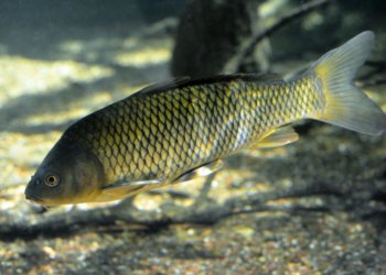 Впервые за 33 года в Новосибирское водохранилище выпустят молодь сазана