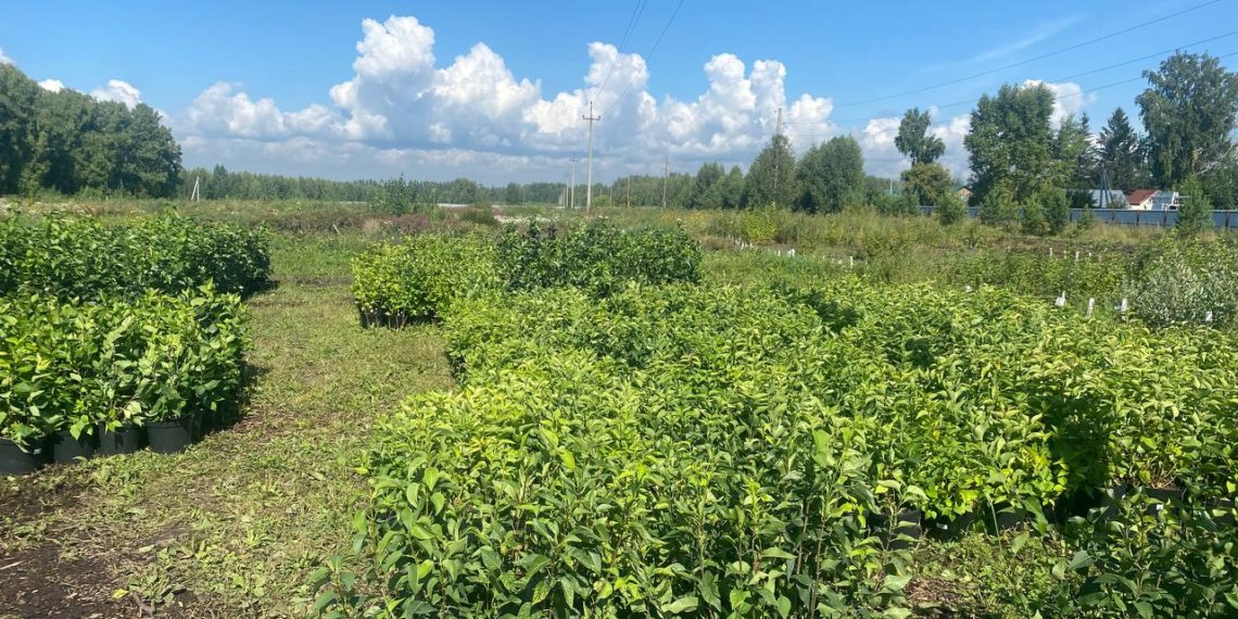 Почти 3000 саженцев закупили для озеленения города