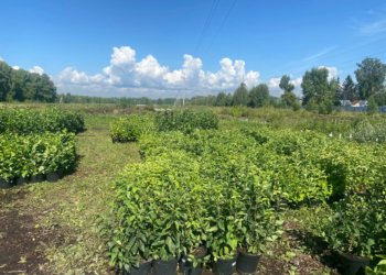 Почти 3000 саженцев закупили для озеленения города