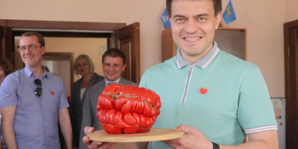 Помидор-гигант весом 2,8 кг вырастила сибирячка