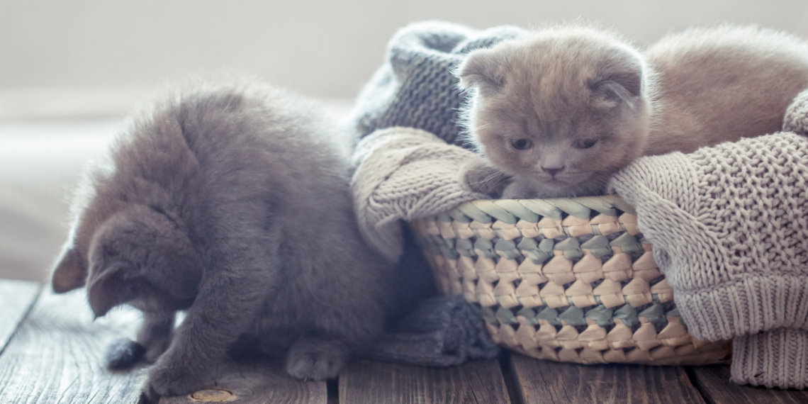 Влажный корм для котят: виды и преимущества