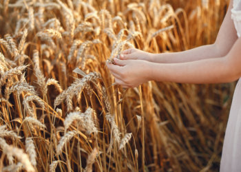 Около 2,8 млн тонн зерна может собрать Новосибирская область