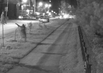 Вандал сломал аллею лип возле Центрального парка и попал на камеры в Новосибирске