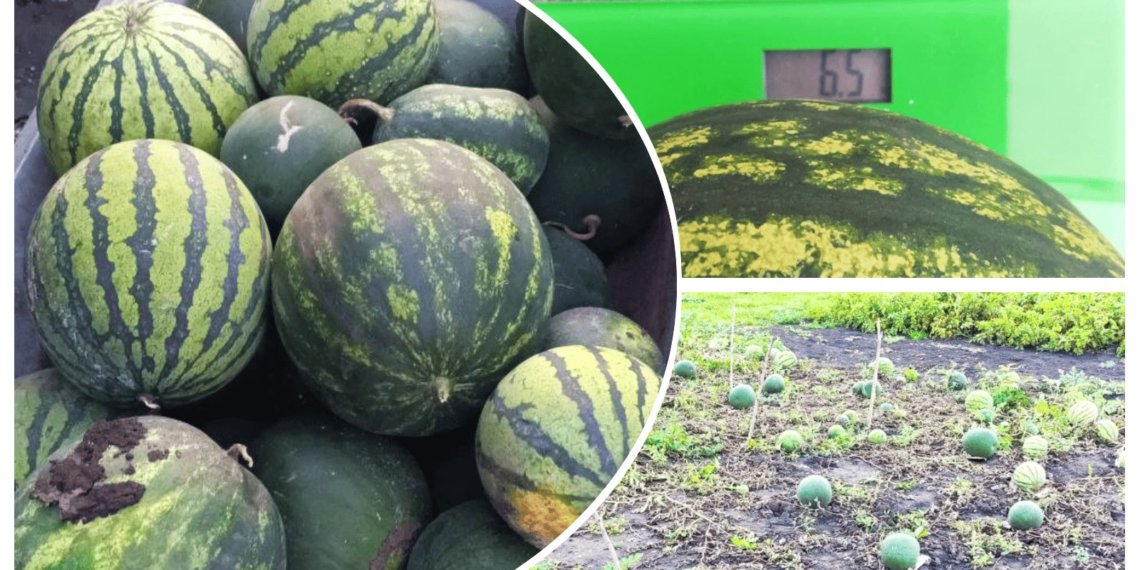 Семья из Новосибирской области раздала сверхурожай из-за дождливого лета