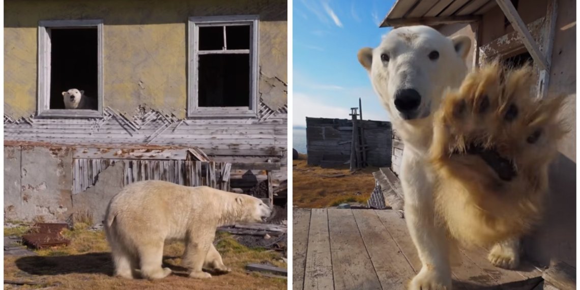 Белые медведи на метеостанции: удивительные кадры снял новосибирский фотограф на острове Колючин