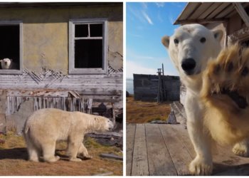 Белые медведи на метеостанции: удивительные кадры снял новосибирский фотограф на острове Колючин