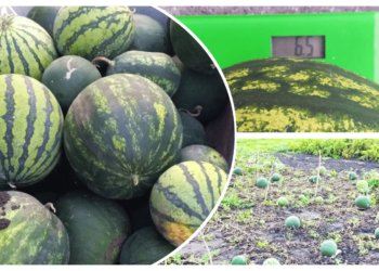 Семья из Новосибирской области раздала сверхурожай из-за дождливого лета