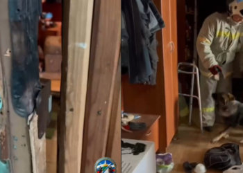 Мёртвого мужчину, истощённую женщину и собаку нашли спасатели в новосибирской квартире