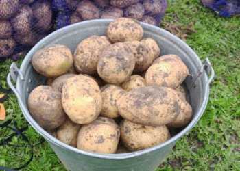 О проблемах с урожаем картофеля предупредили дачников