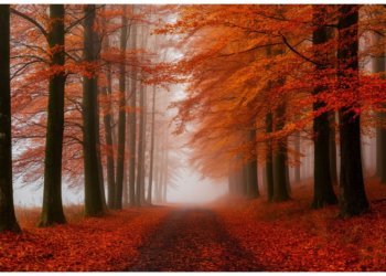 Новосибирск сегодня встречает осень прохладой и туманом