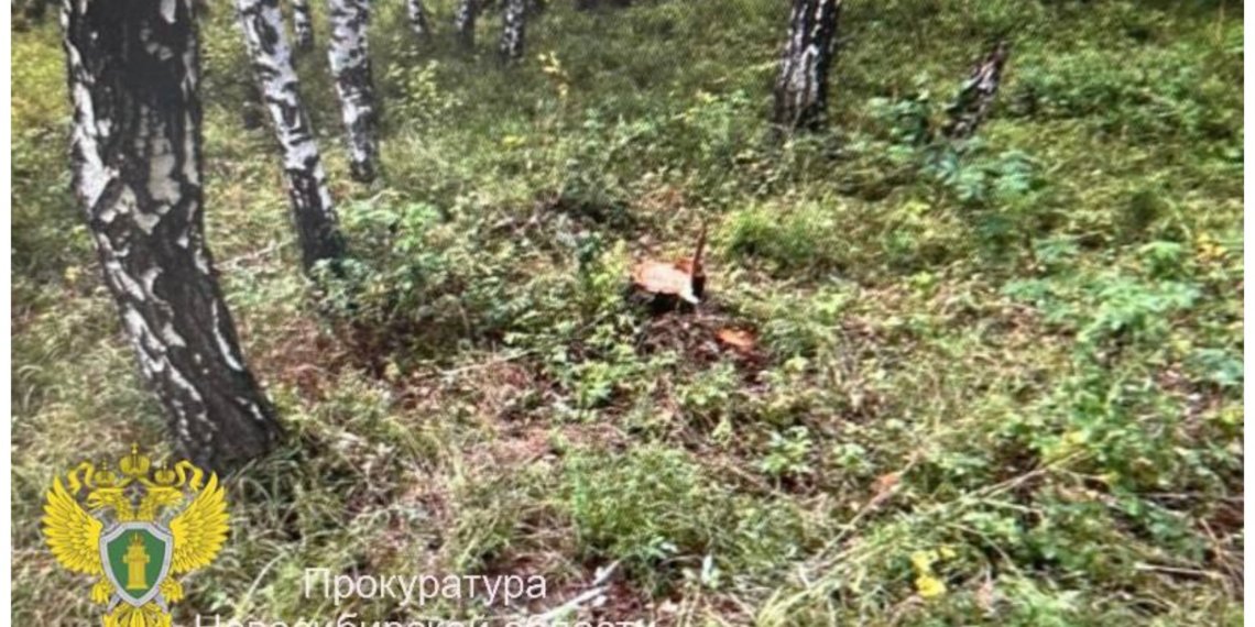 Жителя Новосибирской области отправят под суд за две срубленные берёзки