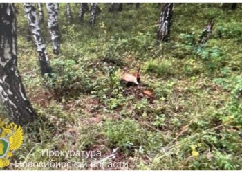 Жителя Новосибирской области отправят под суд за две срубленные берёзки