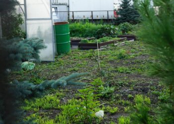 Как закрыть агросезон и заложить основу для будущего урожая