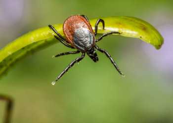 Количество укусов клещей перевалило за 13 тысяч в Новосибирской области