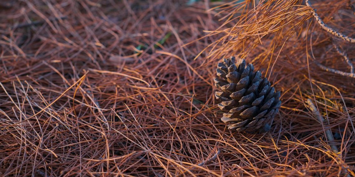 Очаги соснового пилильщика выявлены в Новосибирской области
