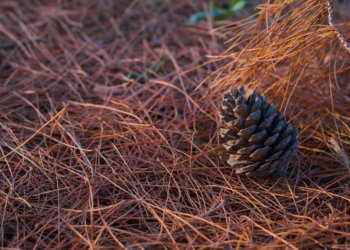 Очаги соснового пилильщика выявлены в Новосибирской области