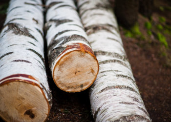 Судимость за вырубку и продажу берёз получил житель Новосибирской области