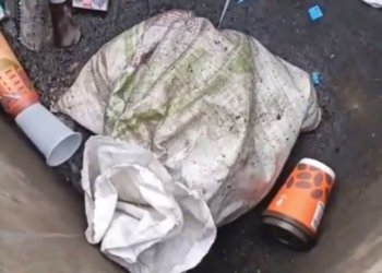 Мужчина выбросил трёх котят в мусорку в Бердске