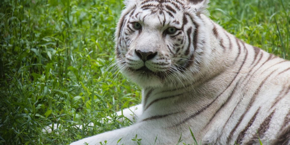Белая тигрица Зая умерла в Новосибирском зоопарке
