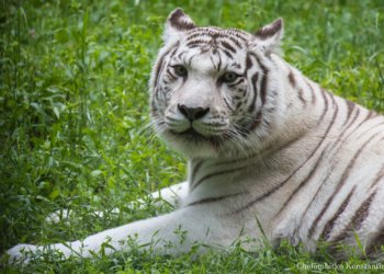 Белая тигрица Зая умерла в Новосибирском зоопарке