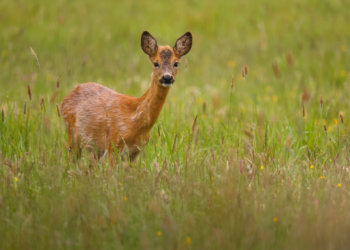 Новосибирец попал под суд за убитую косулю