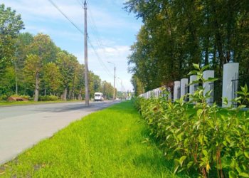 Масштабное озеленение: более 10 тысяч деревьев и кустарников высадят до конца года в Новосибирске