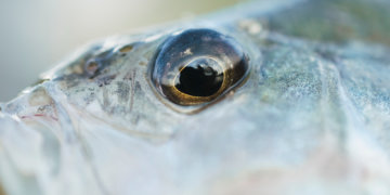 Новосибирские ученые создают «аптечку» для рыб