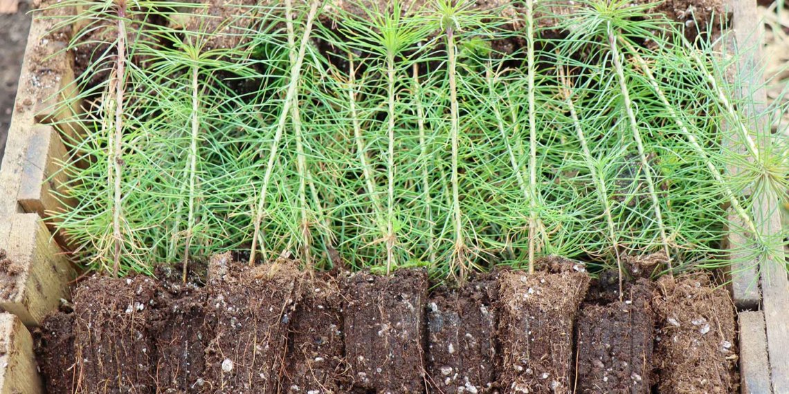 «Россети Новосибирск» высадили более 1000 сосен