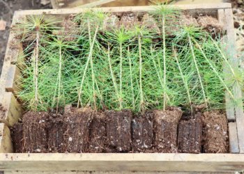 «Россети Новосибирск» высадили более 1000 сосен