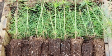 «Россети Новосибирск» высадили более 1000 сосен