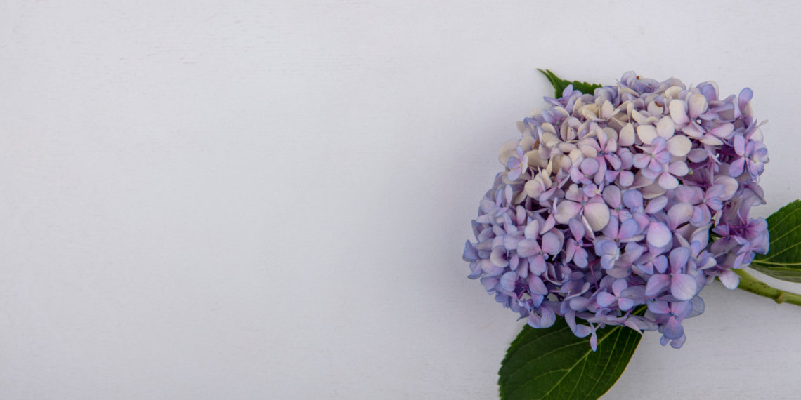 История и символика гортензии: путь из японских садов в лучшие европейские салоны