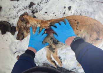Новосибирец получил условный срок за жестокое убийство собаки Арчи