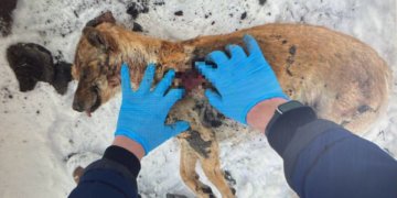 Новосибирец получил условный срок за жестокое убийство собаки Арчи