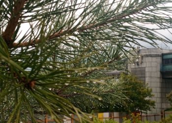 Мокрый снег, дожди и потепление до +10 градусов придут в Новосибирскую область