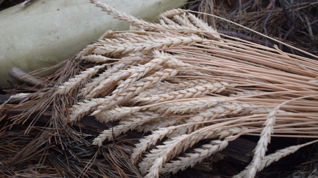 Новосибирские аграрии намолотили три миллиона тонн зерна