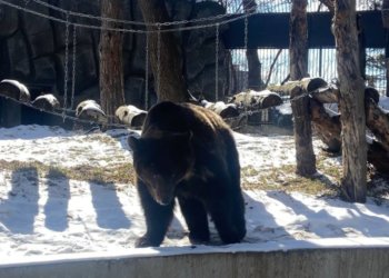 Более 25 тонн овощей и фруктов принесли сибиряки животным Новосибирского зоопарка