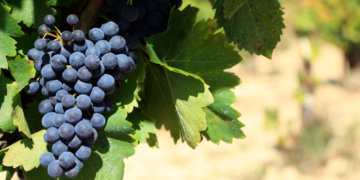 В Новосибирске обнаружили 142 тонны опасного винограда из Узбекистана