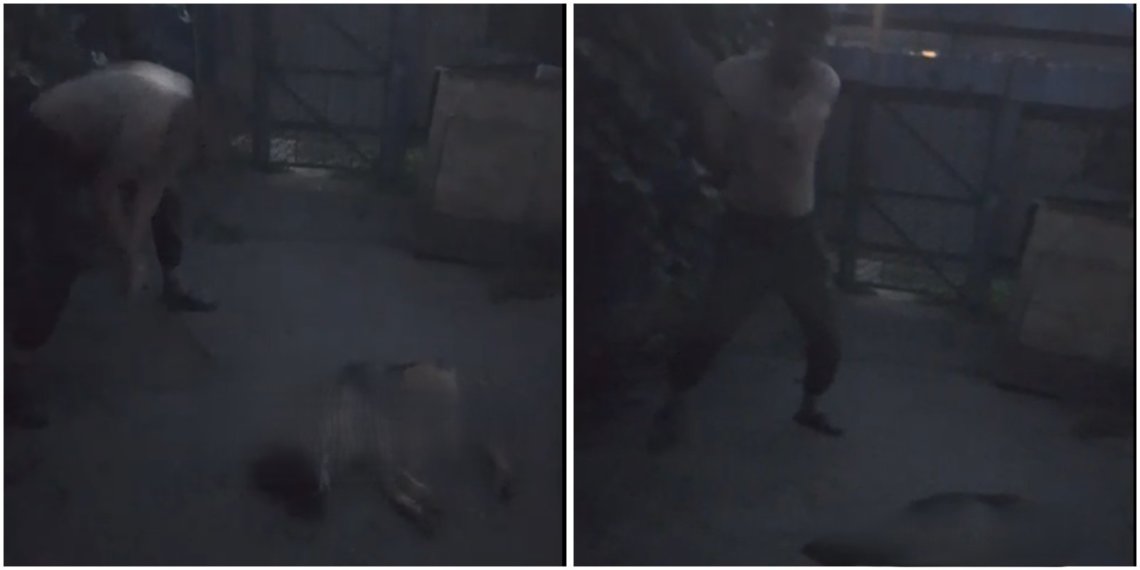 25-летний житель Новосибирской области избил до смерти собаку и послал жене угрозы